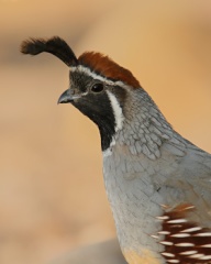 Gambel's Quail