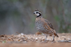 Northern Bobwhite