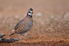 Northern Bobwhite