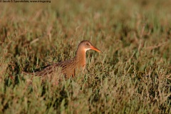 Ridgway's Rail