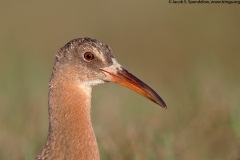 Ridgway's Rail