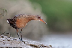 Ridgway's Rail