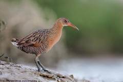 Ridgway's Rail