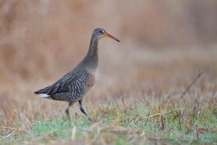 Clapper Rail