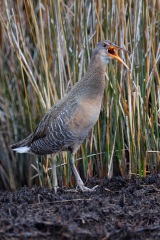 Clapper Rail