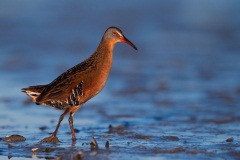 Virginia Rail