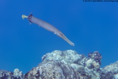 Chinese Trumpetfish