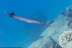 Chinese Trumpetfish