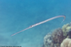 Bluespotted Cornetfish