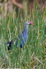 Purple Swamphen