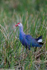 Purple Swamphen