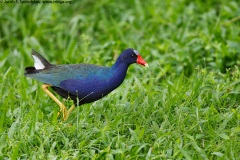 Purple Gallinule