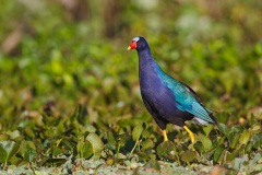 Purple Gallinule