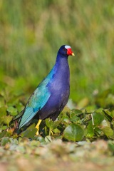 Purple Gallinule