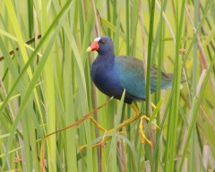 Purple Gallinule