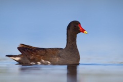 Common Gallinule