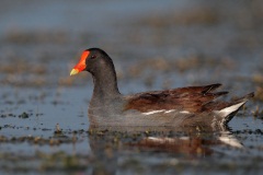 Common Gallinule