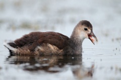 Common Gallinule