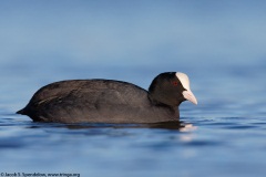 Eurasian Coot