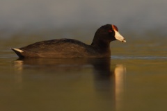 Hawaiian Coot (Local Name: 'Alae ke'oke'o)