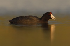 Hawaiian Coot (Local Name: 'Alae ke'oke'o)