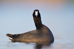 American Coot