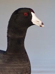 American Coot