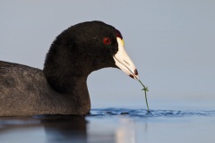 American Coot