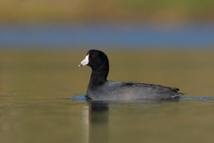 American Coot