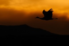 Sandhill Crane