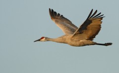 Sandhill Crane