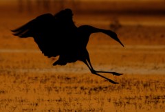 Sandhill Crane