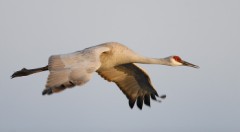 Sandhill Crane