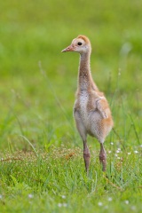 Sandhill Crane