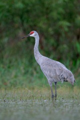 Sandhill Crane