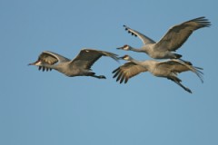 Sandhill Cranes