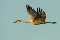 Sandhill Crane