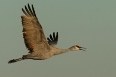 Sandhill Crane