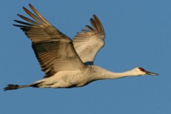 Sandhill Crane