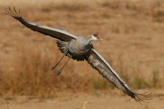 Sandhill Crane