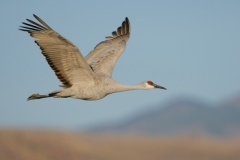 Sandhill Crane