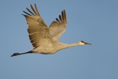 Sandhill Crane