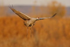 Sandhill Crane