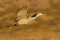 Sandhill Crane