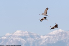 Sandhill Crane