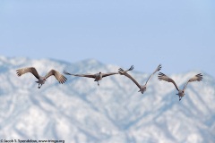 Sandhill Crane