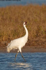 Whooping Crane