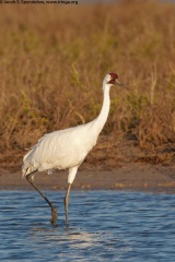 Whooping Crane