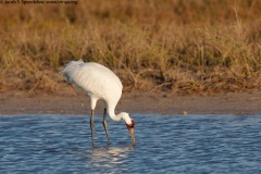 Whooping Crane