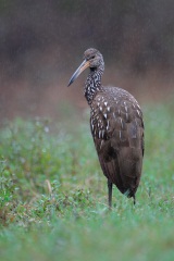 Limpkin